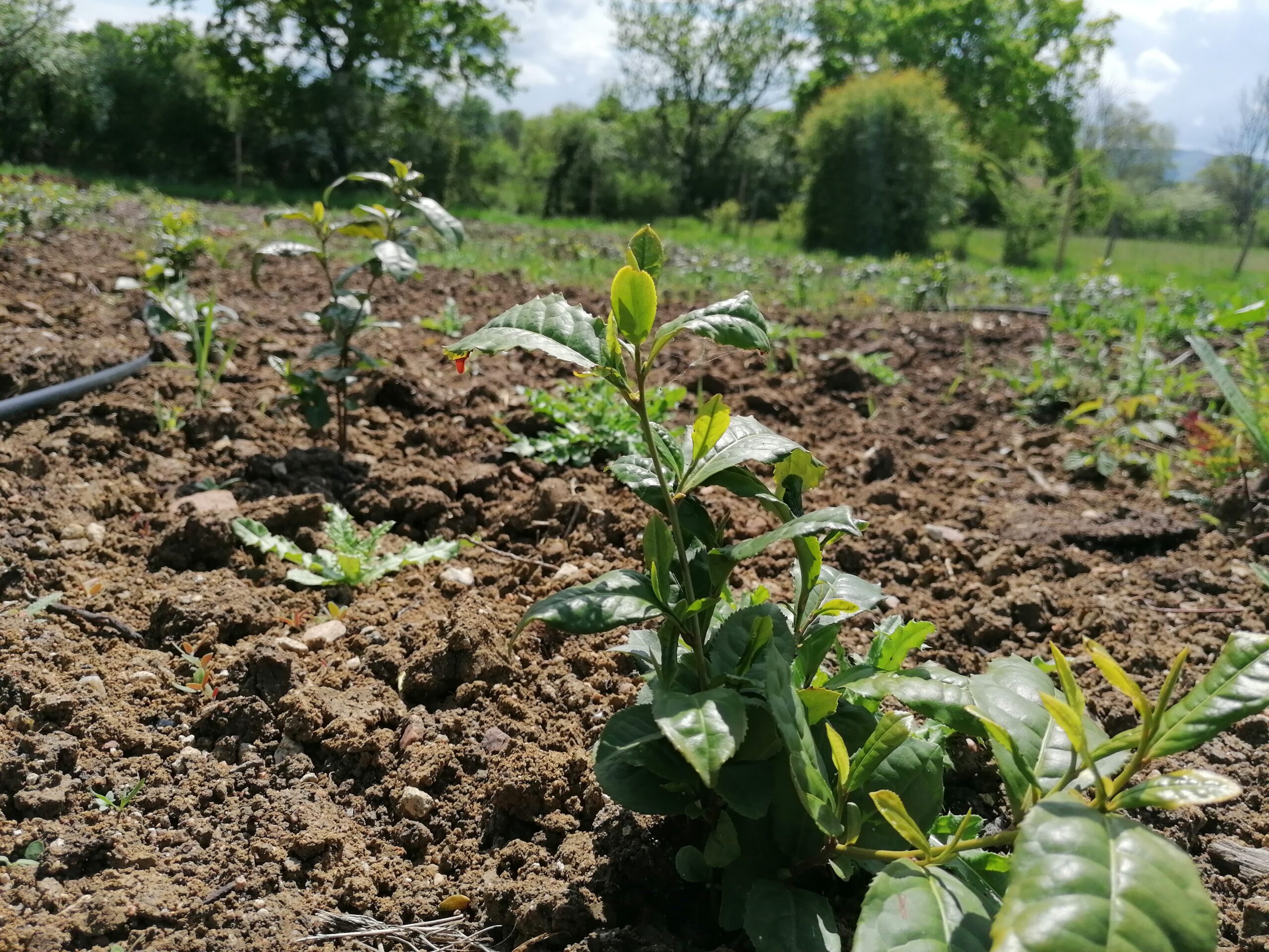 plantation_theiers_FBKT