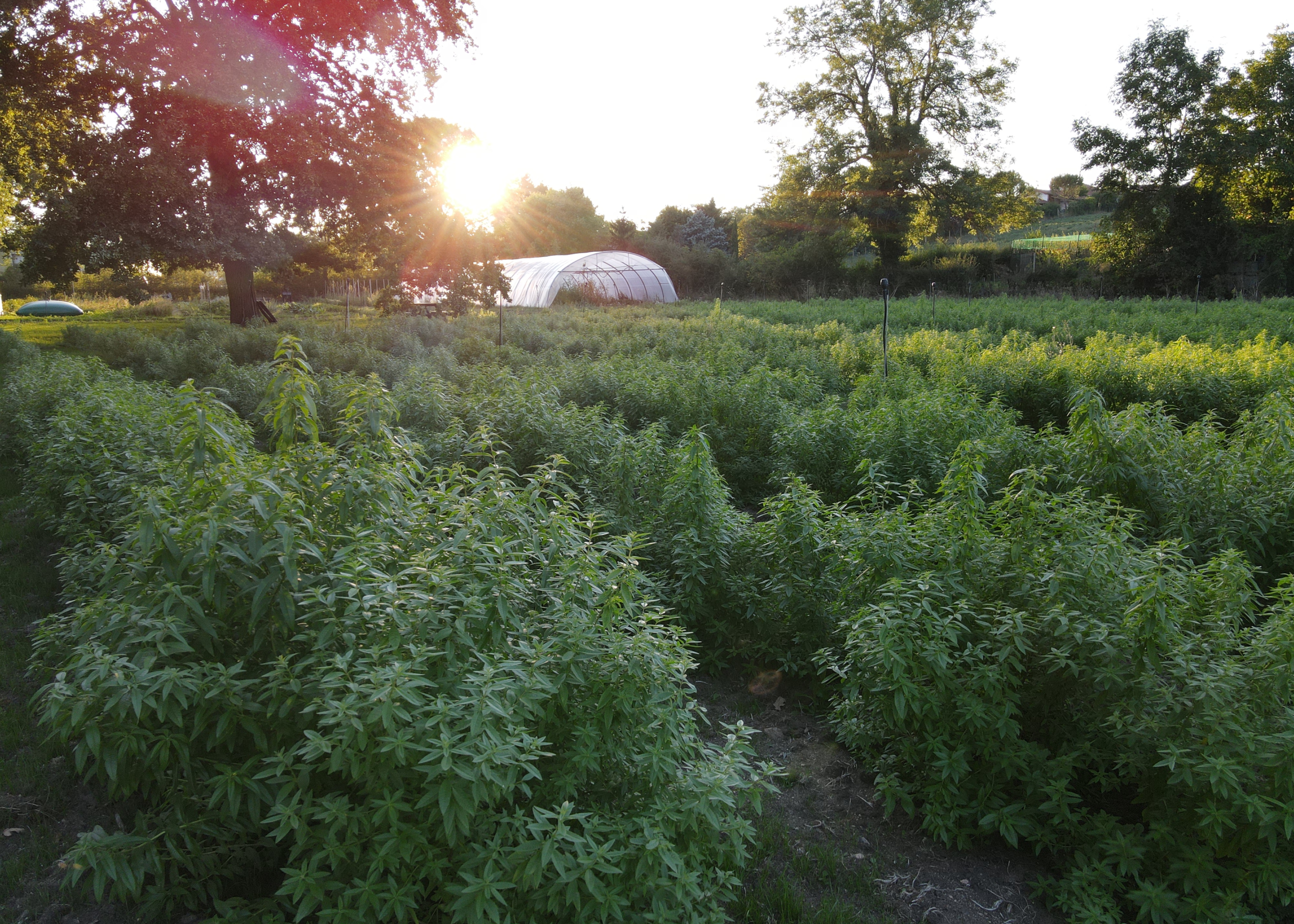 plantation_verveine_fabrikathe